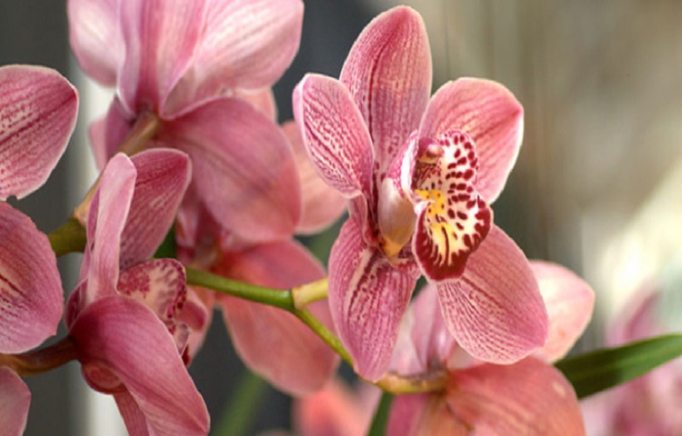 orchid