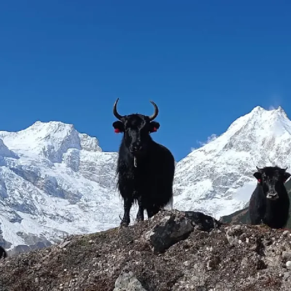 First trekking experience in nepal