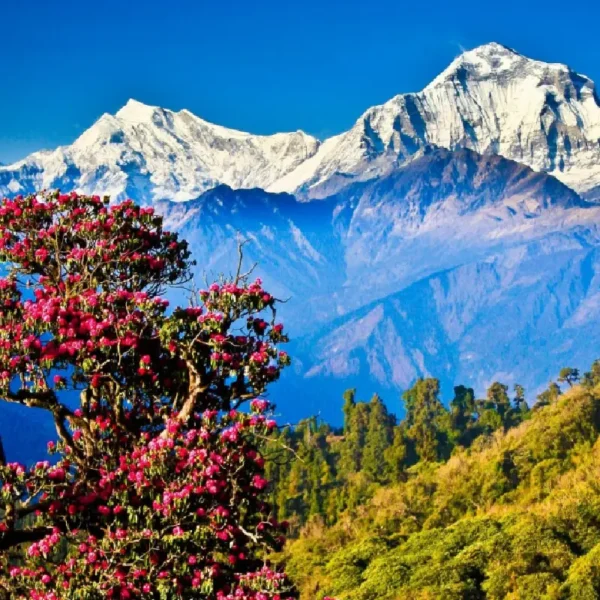 Spring Season In Nepal