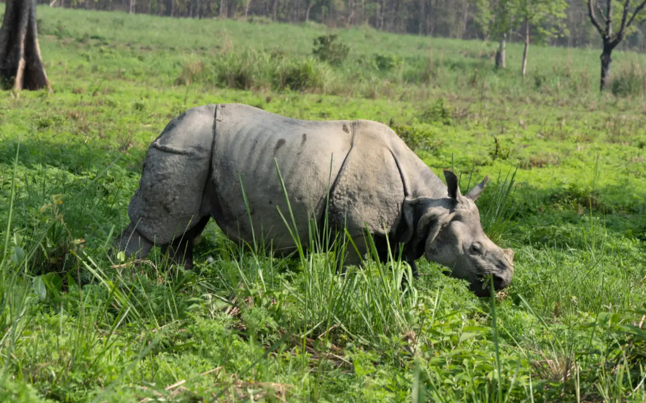 Chitwan National Park Tour