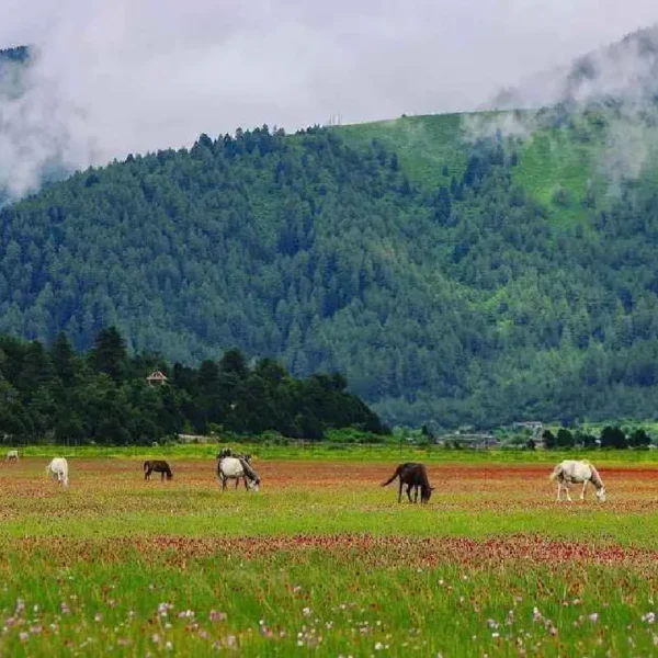 Dhorpatan Hunting Reserve Trek