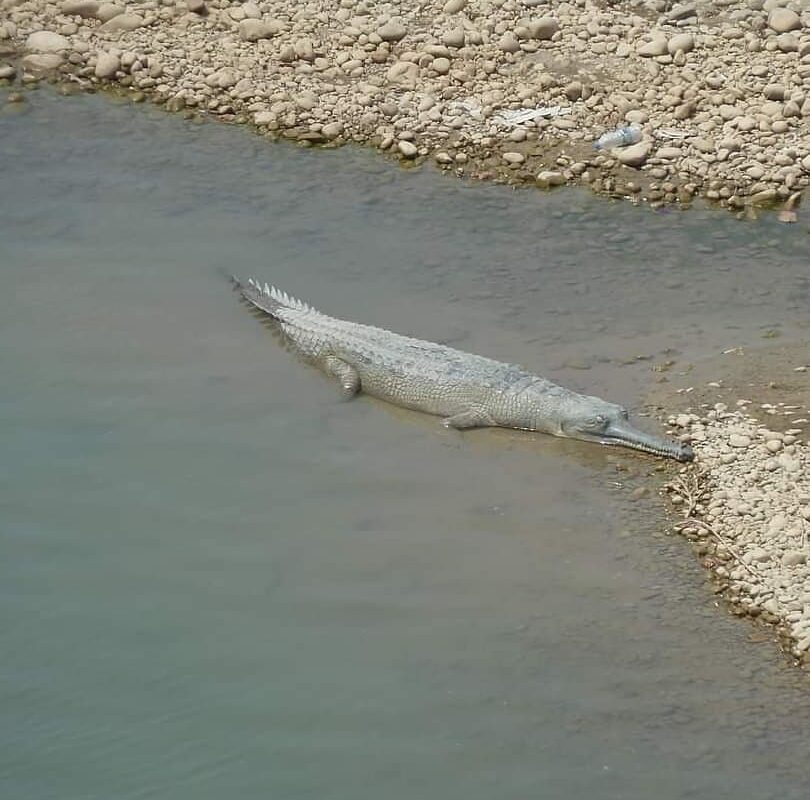Kathmandu Valley and Bardia National Park Tour