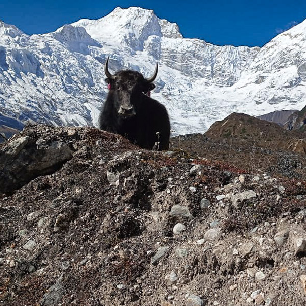 manaslu leaf holidays web