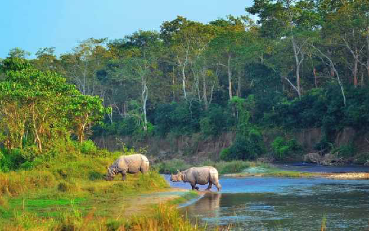 Chitwan National Park Safari